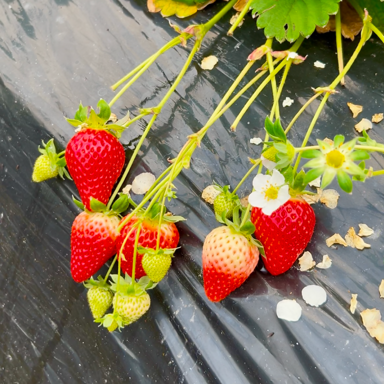 パピヨンファーム